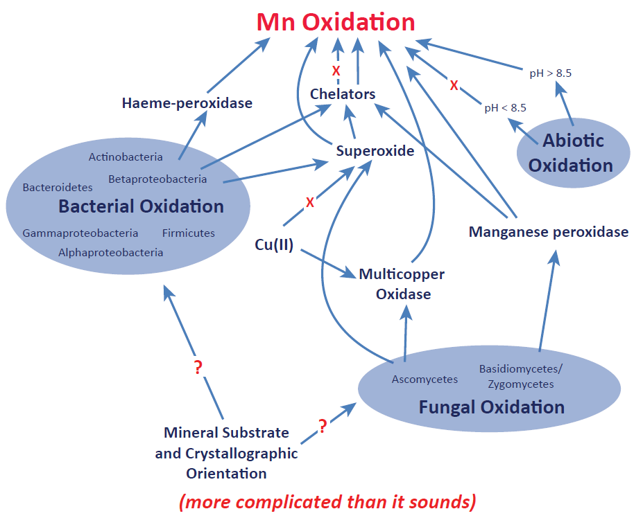mn_oxidation_diagram.png